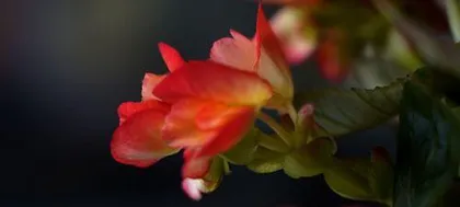 What color is the hawthorn flower? (Exploring the color characteristics and legends of the hawthorn flower)