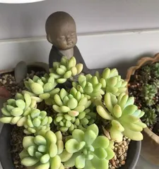 The Complete Guide to Overcrowding Succulent "Silver Fingers" (Fast Overcrowding Methods and Precautions)