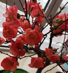 How to scientifically repot a flowering crabapple tree? (Master these techniques to revitalize your flowering crabapple tree.)