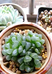 The Secret to Watering Succulents (How to Water Reasonably to Keep Succulents Healthier)