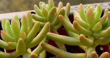 Create Your Own Sedum Pachyphyllum Garden (Step-by-step Guide from Selection to Maintenance) 3