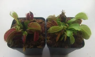 Does the Venus flytrap die in winter? (Exploring the winter care techniques for Venus flytraps)