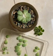 The Secret of Succulents' Smooth Growth (How to Prevent Succulent Plants from Leggy)