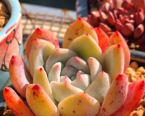 Treatment Methods for Succulent Dormancy (Helping Succulents Go Through a Healthy Dormancy)