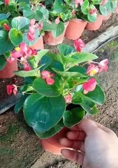Staking Time and Methods for Apple Blossoms (Master these techniques to make your apple blossoms thrive)