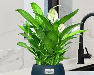 How to successfully capture the dewdrops of the Venus flytrap?