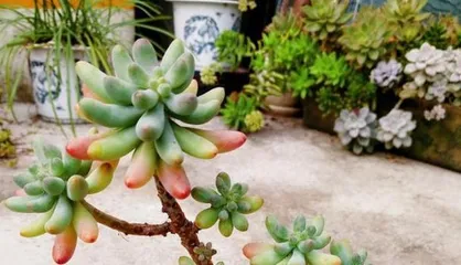 Causes and Solutions for Drooping Succulent Leaves (What to Do When Succulent Leaves Droop? Experts Teach You How to Save It)