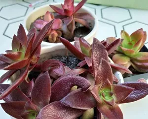 The Perfect Way to Grow Echeveria 'Fire Spider' (Caring for Your Succulent Baby)