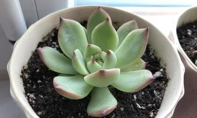 Causes and Solutions for Droopy Succulent Leaves (Protect Your Succulents for Healthy Growth)