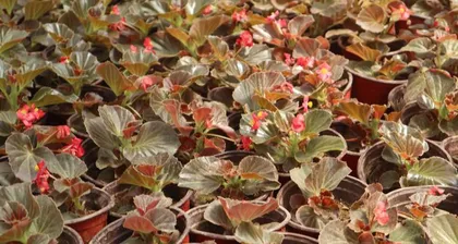 Pruning Methods and Techniques for Glass Begonias (How to Grow a Healthy Glass Begonia?)