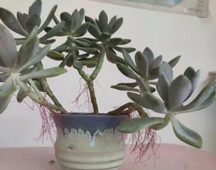 How to Deal with Yellow Leaves of Succulents (Analysis of Causes and Treatment Methods for Yellow Leaves of Succulents)