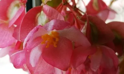 Investigate the blooming period of begonias (bloom time, duration of blooming period, and influencing factors)