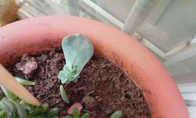The germination time of succulent cuttings (germination period and key factors of succulent cuttings)
