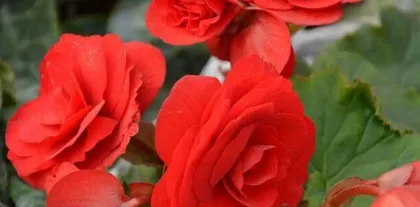 Can glass begonias be propagated by cuttings? - How to successfully propagate glass begonias