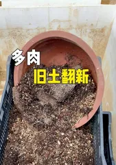 What should I do if the growing point of a succulent is dirty? (Methods and precautions for cleaning succulent growing points)