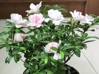 How to help杜鹃花顺利 survive the harsh winter? (Winter care tips to protect杜鹃花 healthy growth)