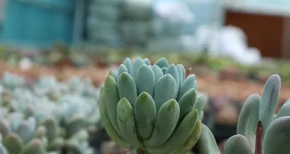 Have succulents had enough sun？（Exploring the love of succulents for sunlight and the correct way to get sun exposure）