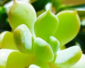 Guide to caring for succulent plants (methods, tips, and precautions for growing succulents)