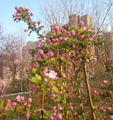 Can hawthorn flowers be placed in the bedroom? (Understanding the role and precautions of hawthorn flowers in the bedroom)