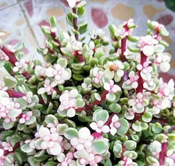 Watering method for Echeveria 'Dance of the Elegant' (Sharing the watering tips for Echeveria 'Dance of the Elegant' to help you grow healthy and beautiful succulent plants)