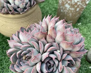 Succulent Orca (Create beautiful succulent landscapes, making Orca your best choice)