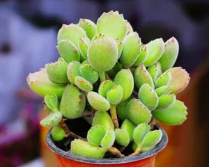 The Cultivation Methods of Echeveria 'Cacti Bear Paw' (Comprehensive Explanation from Seed Selection to Propagation, Covering All Aspects of Growing Echeveria 'Cacti Bear Paw')