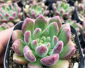 Succulent Red Plum Care Guide (Easy-to-care variety suitable for beginners, all key care points covered)