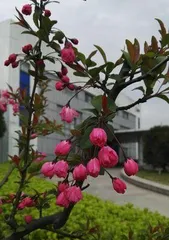 The Pagoda Peony at the Entrance—Planting and Maintenance (Creating Beautiful Community Landscapes, Techniques and Precautions for Growing Pagoda Peonies)