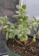 The Flowering Phenomenon of Sedum Erythraeum (Characteristics and Causes of its Flowering)