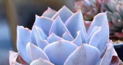 Propagation Methods and Precautions for Echeveria 'Guanhangong' (From Division, Cutting to Leaf Propagation, Let You Easily Propagate Echeveria 'Guanhangong')