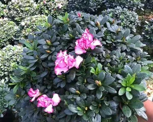 Azaleas—Beautiful Perennials Blooming All Seasons (Exploring the mysteries of azalea blooming, understanding azalea cultivation and care)