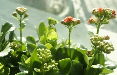 How to grow lettuce to bloom more? (Step by step, easily master care techniques)