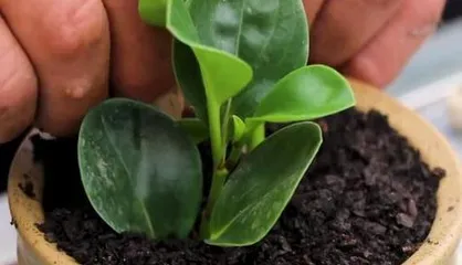 Glass Greenhouse Cuttings Ultimate Guide (Step-by-Step Instructions on Choosing the Best Time, Methods, Soil, and Care)