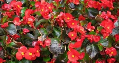 How to propagate flowering crabapple? (Master the techniques of propagating flowering crabapple to make your garden more beautiful.)