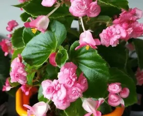 Care tips for Jade Plant (water once a week,)