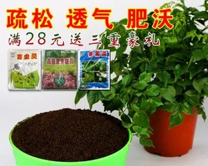 Succulent seedling planting (creating soil suitable for succulent growth to ensure healthy and robust growth)