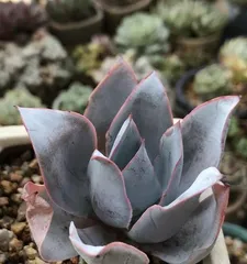 Care Tips for Echeveria 'Guanghan Palace' (Master these key points to easily grow Echeveria 'Guanghan Palace')