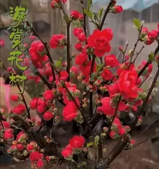 Revealing the secrets of growing Heuchera (Create a beautiful garden with the key starting from Heuchera)