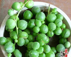 Cultivation Techniques for Succulent Beads (Care Methods for Making Beads Grow Bigger)