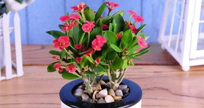 The Edible Value of Pyracanthus (Exploring the Medicinal and Culinary Uses of Pyracanthus)