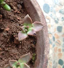 Sunlight requirements for succulent seedlings (cultivation techniques and precautions for succulent seedlings)