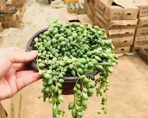 The water culture method for succulent beads (How to easily cultivate succulent beads at home?)