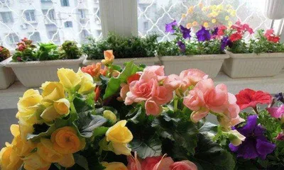 The Watering Techniques for Flowering Cherry Trees (Correct watering methods can make flowering cherry trees more beautiful and lush)