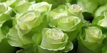 The Magnificent World of Roses (Exploring the Beauty and Fragrance of Roses of All Colors)