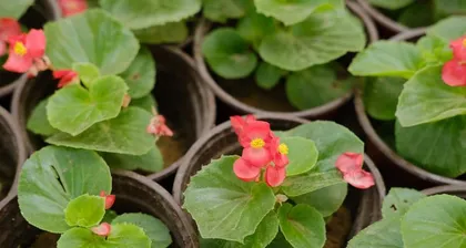 Make your own crabapple fertilizer to make the flowers more vibrant (How to make crabapple fertilizer, the methods and skills of using it)