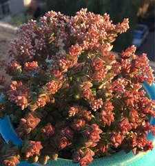 Cultivation Guide for Echeveria 'Dewdrop' (Step-by-Step Instructions from Selection to Propagation to Create Beautiful Echeveria 'Dewdrop')