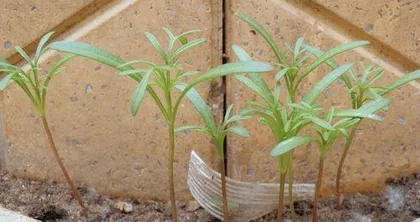 The Complete Process of Growing Cosmos Seeds (from germination to blooming, letting you easily own a beautiful cosmos garden)