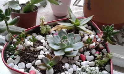 Watering Methods for Succulents in Summer (Effective Techniques to Avoid Rotting Roots)