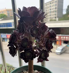 Decoding the Symbolism and Meaning of the Hoya Carnosa Flower (Exploring the Love, Friendship, Family, and Other Connotations Represented by the Hoya Carnosa)