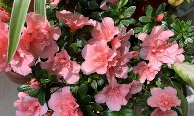 Unveiling the True Face of Rhododendrons (Exploring the Ecological Environment, Morphological Characteristics, and Uses of Rhododendrons)